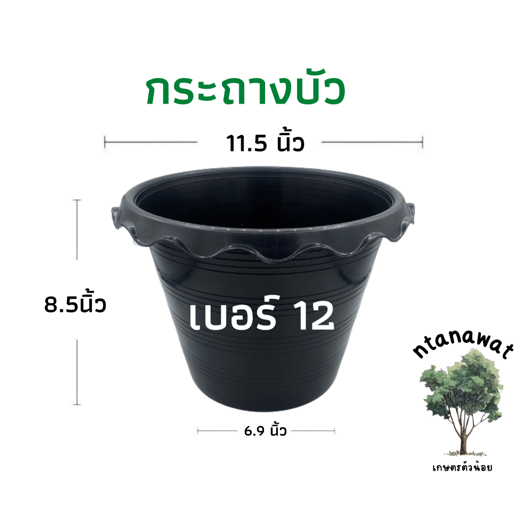กระถางบัว เบอร์ 12 (ไม่มีรู) กระถางปลูกไม้น้ำ สีดำ