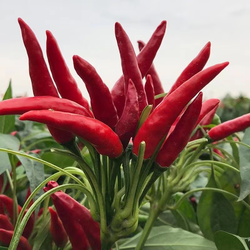เมล็ดพันธุ์พริกจินดาแดง ตราเจียไต๋ ประมาณ50เมล็ด BIRD CHILLI เมล็ดพันธุ์พริกจินดาแดง เมล็ดพริก เมล็ดพันธุ์พริก พริกจินดา