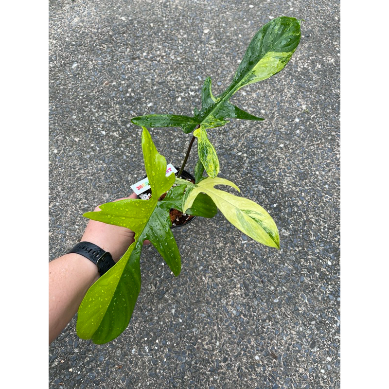 ส่งต้นในภาพค่ะ philodendron florida beauty ก้ามกุ้งด่าง กุ้งด่าง ก้ามกุ้งด่างเหลือง