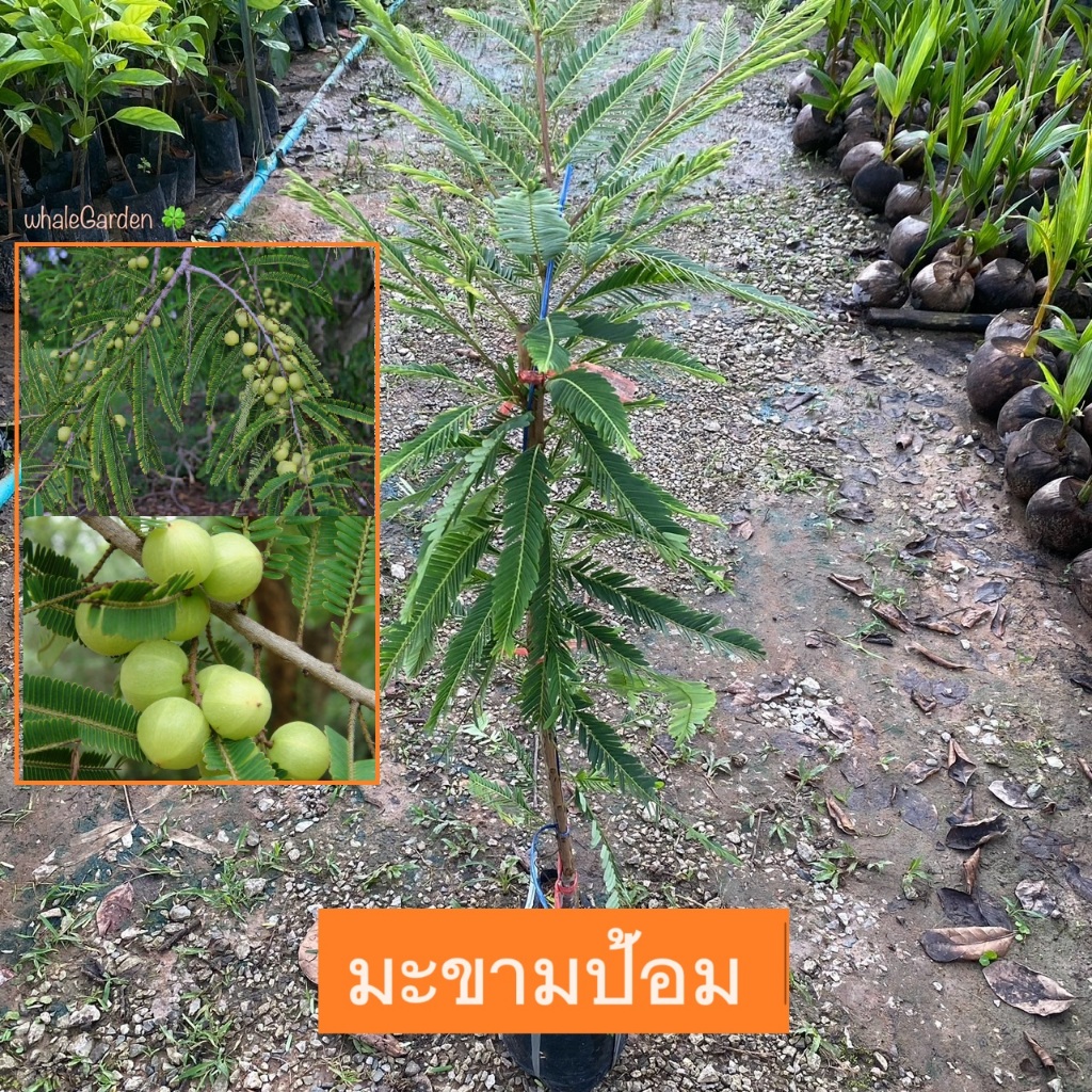 ต้นมะขามป้อม มะขามป้อม ทาบกิ่ง ให้ผลไว สูง 80-100cm มะขาม Indian gooseberry (รับประกัน ส่งใหม่ฟรี หากสินค้าเเสียหาย!!)