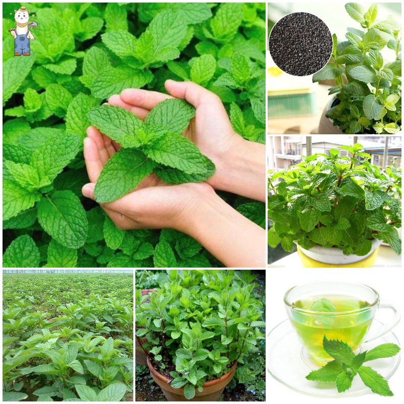 พืชผัก 2000เมล็ด/ซอง Peppermint Seeds for Planting สะระแหน่ การงอกอย่างรวดเร็ว