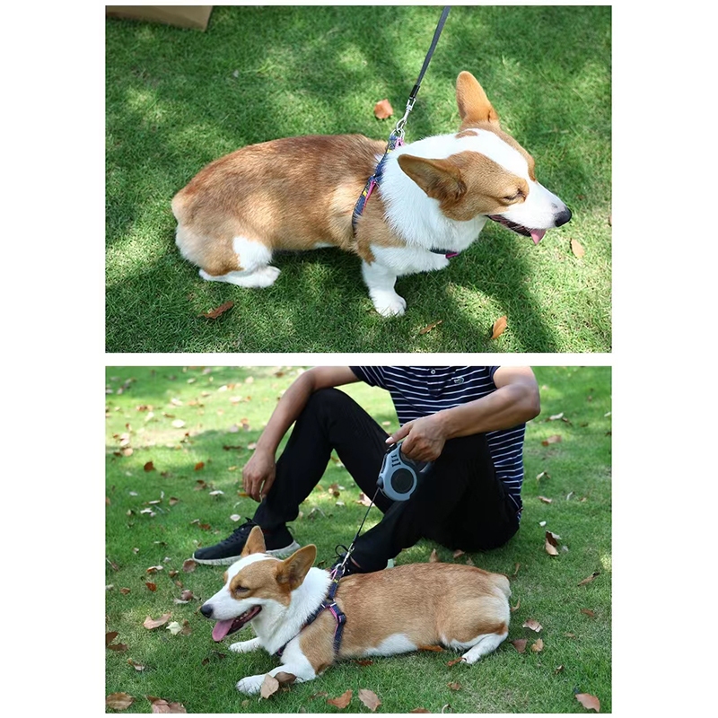 สายจูงสัตว์เลี้ยง แมว หมา สุนัข Auto ยืดหดได้  หมาพันธุ์เล็ก-กลาง ความยาว 3-5 เมตร ระบบเบรคอัตโนมัติ - รูปที่ 5