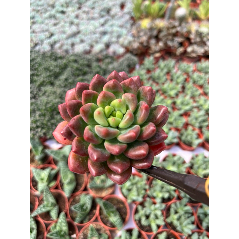 Echeveria Bean Red Color