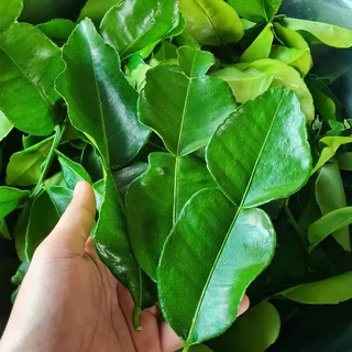 ต้นมะกรูดใบหอม ขนาด 65-100 ซม. แถมฟรี หัวหยดน้ำอัตโนมัติ