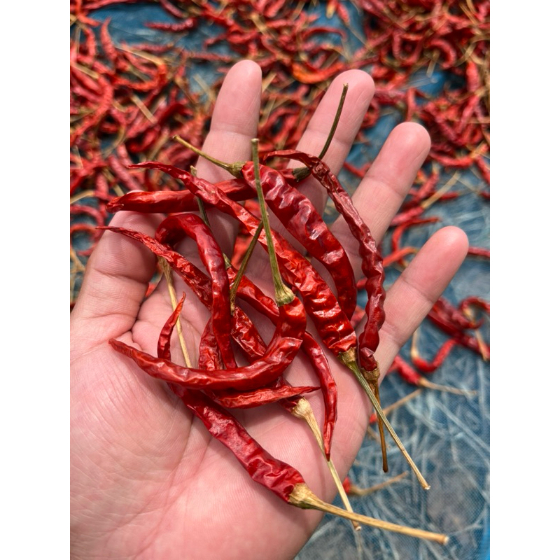 พริกแห้งยอดสนมีก้าน 1 kg (คัด) พริกใหม่ส่งตรงจากสวน (ไร่จักรี)