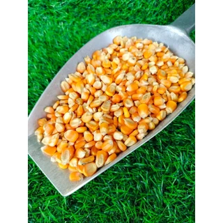 บรรจุ 20 กก. ข้าวโพดเม็ดอาหารสัตว์ ข้าวโพดเม็ดเลี้ยงไก่ เป็ด คัดคุณภาพ ใหม่ สะอาด เม็ดสวย