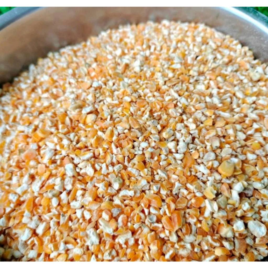 บรรจุ 10 กก. ข้าวโพดป่น สำหรับเลี้ยงไก่ เป็ด ข้าวโพดอาหารสัตว์ ใหม่ สะอาด เม็ดสวย ข้าวโพดอาหารสัตว์