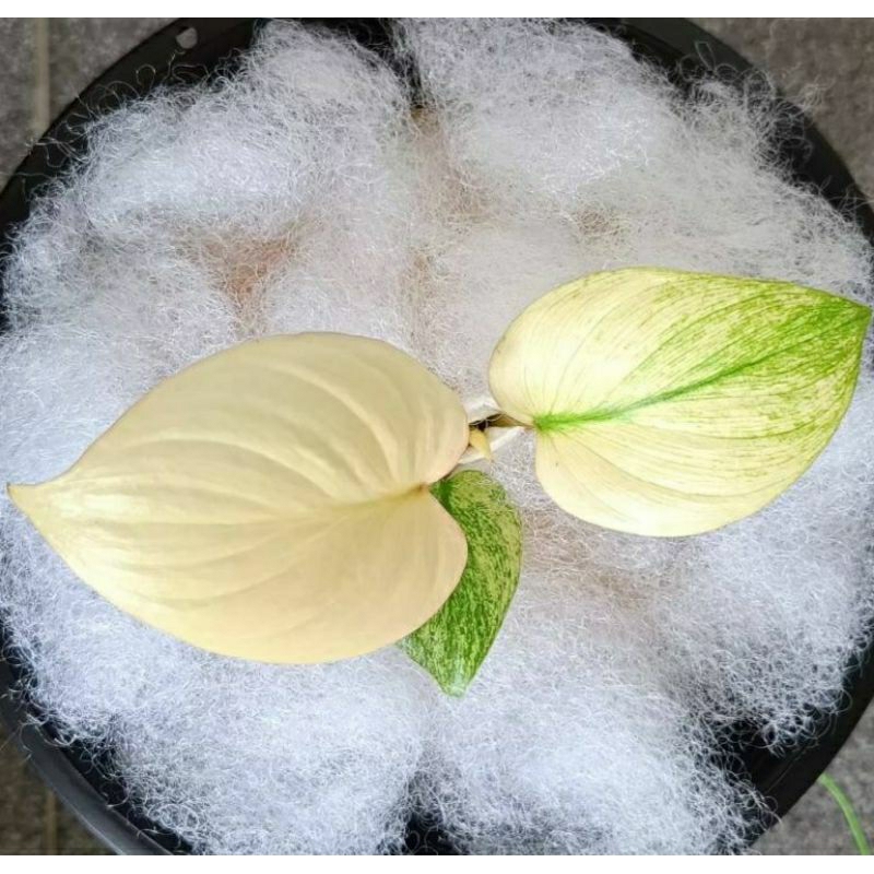 NAPLr เสน่ห์จันทน์บุษราคัมมิ้น Homalomena Rubescens Variegated 4" ของขวัญ ของชำร่วย ฟอกอากาศ