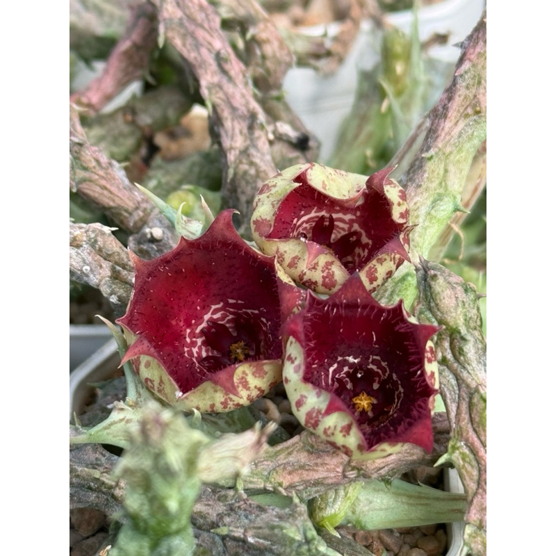 หน่อเด็ดสดเก๋งมังกร ดอกแดง stapelianthus insignis