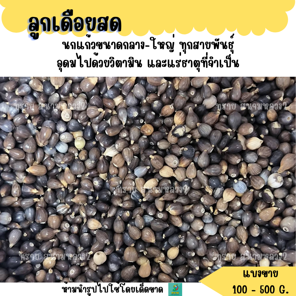 ลูกเดือยสด (แบ่งขาย 200-500 G.) อาหารนกแก้วขนาดกลาง-ใหญ่ ทุกสายพันธุ์