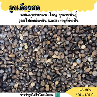 ลูกเดือยสด (แบ่งขาย 200-500 G.) อาหารนกแก้วขนาดกลาง-ใหญ่ ทุก…