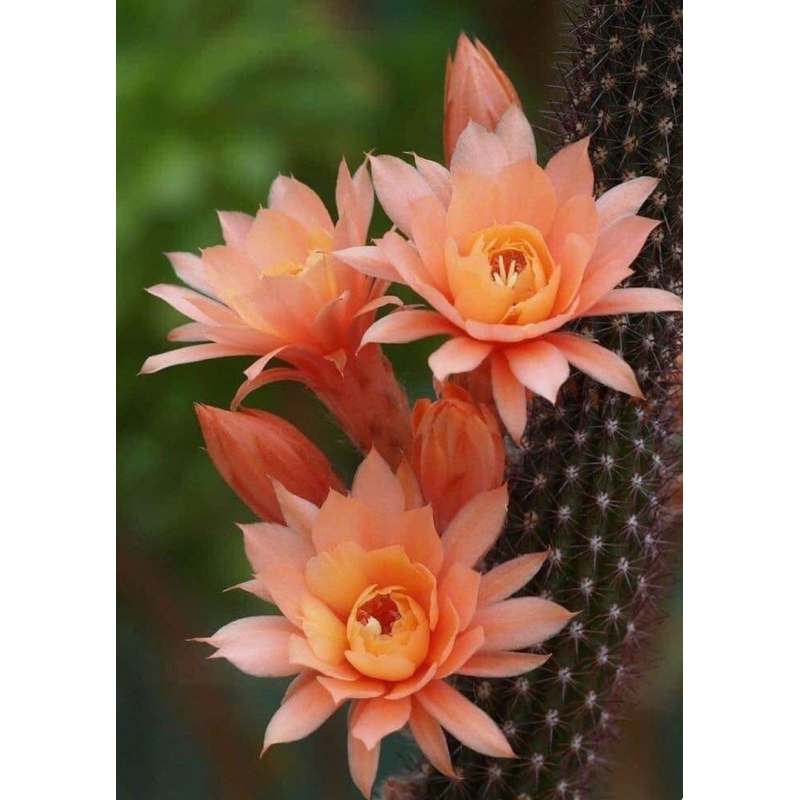 หน่อเด็ดสด หางสิงห์ หนามดำแดง ดอกสีโอรสสวยมาก Hildewintera Humkes Rosechen