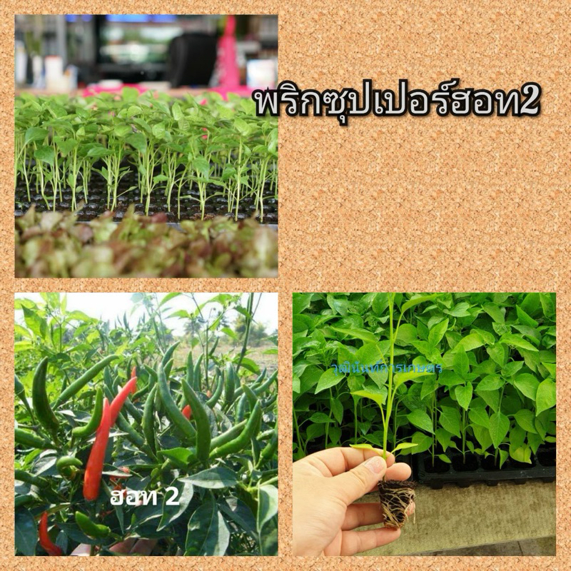 พริกซุปเปอร์ฮอท2   จำนวน 110  ต้น  จัดส่งแบบถอนต้น