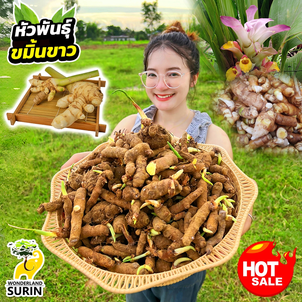 เหง้าพันธุ์ขมิ้นขาว โปร 1 กิโล สินค้าพร้อมส่ง วันเดอร์แลนด์สุรินทร์
