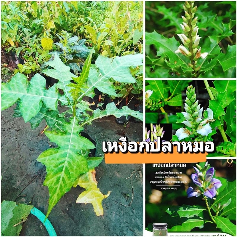 ต้นเหงือกปลาหมอ สมุนไพรเเก้ผื่นพิษ โรคผิวหนัง ขับเสมหะ ต้นพันธุ์เเข็งเเรงพร้อมปลูก สินค้าเสียหายยินดีเคลมฟรี
