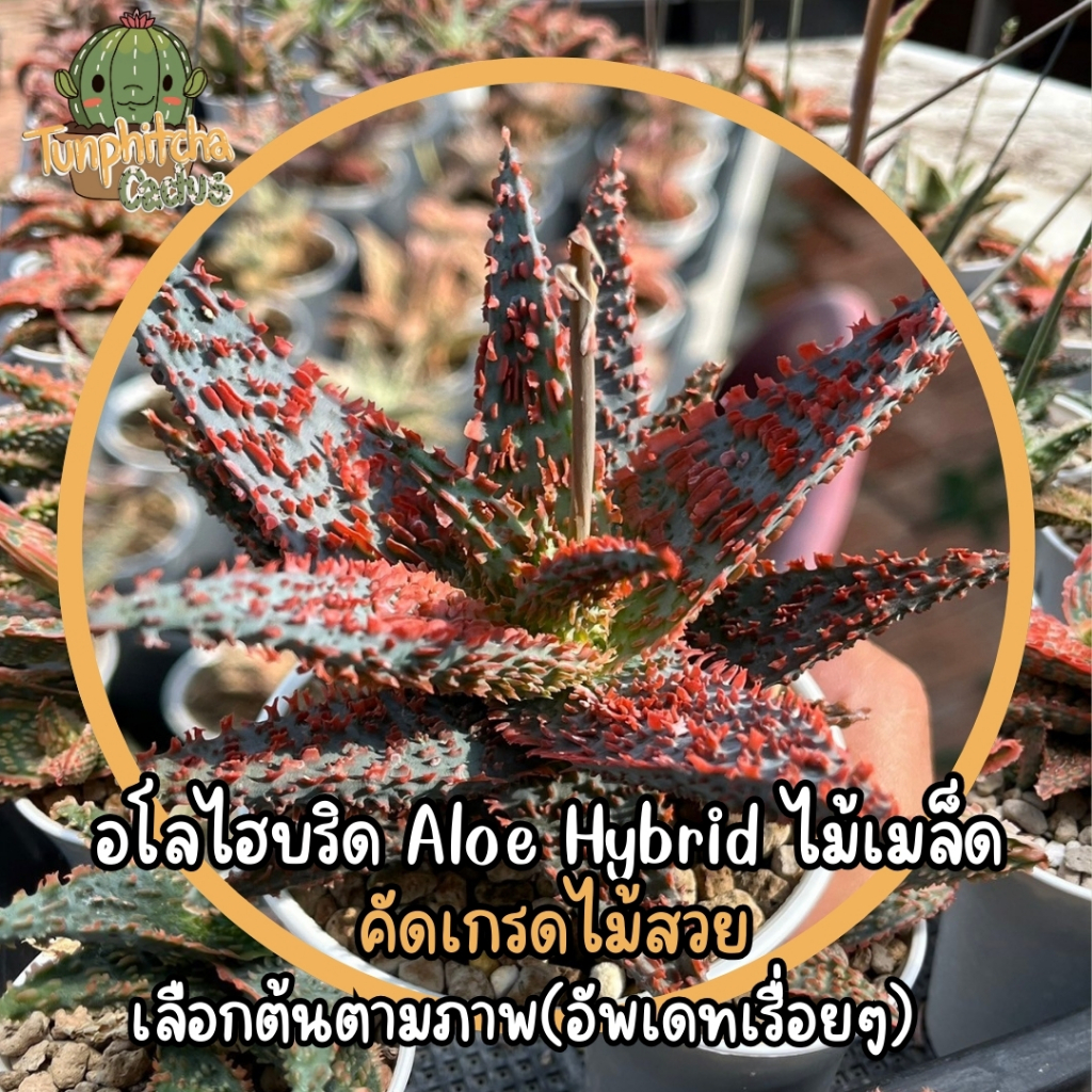 อโลไฮบริด Aloe Hybrid ไม้เมล็ด คัดเกรดไม้สวย (ส่งแบบล้างราก)
