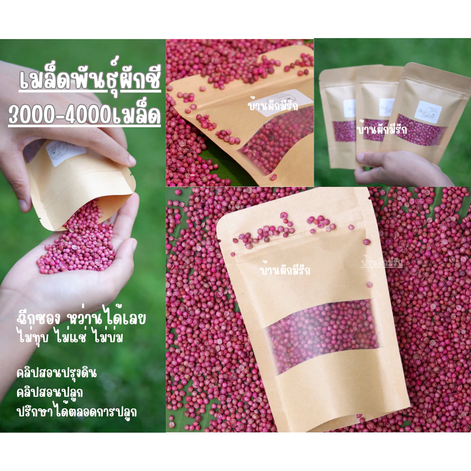 เมล็ดผักชี งอกง่าย งอกไว ไม่ต้องทุบ ไม่ต้องแช่น้ำ ไม่ต้องบ่มให้ยุ่งยาก 3000-4000 เมล็ด รับประกันการงอก งอกภายใน 5-7วัน