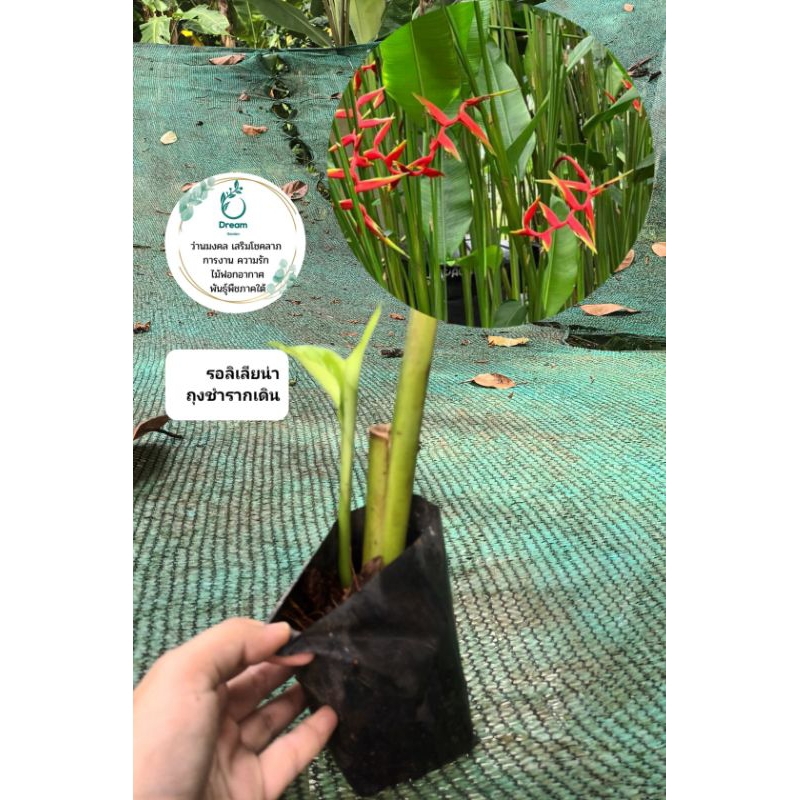 เฮลิโคเนีย ชื่อ (รอลินเลียน่า)🌷🌷Heliconia - รูปที่ 5