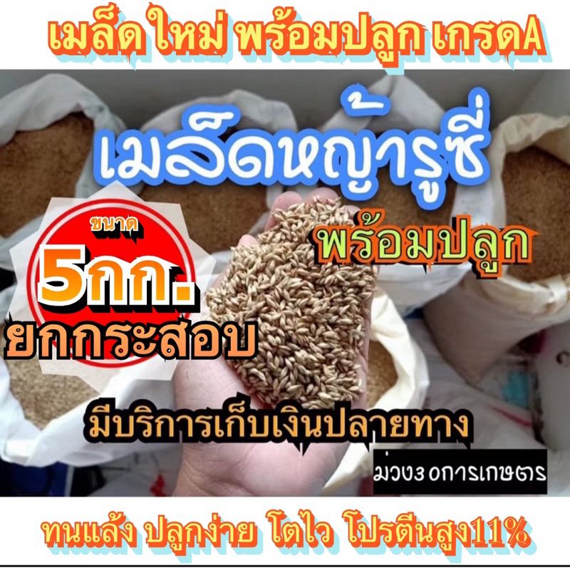 ✅ รูซี่ เมล็ดหญ้ารูซี่ 5 กิโลกรัม #รับประกันการงอก #พร้อมปลูก ลูซี่ หญ้าเลี้ยงสัตว์ พันธ์ุหญ้า  หญ้าเลี้ยงวัว