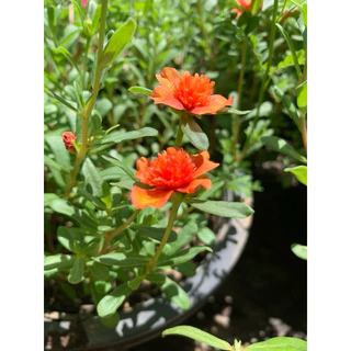 คุณนายแหวนเพรชเก็บคละสี ชุดครึ่งโล 59฿ มี10-15 สี