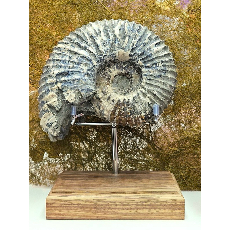 ฟอสซิลแอมโมไนต์ขนาด 15*16*8เซนติเมตร Ammonite fossil พร้อมฐานไม้ with wooden stand