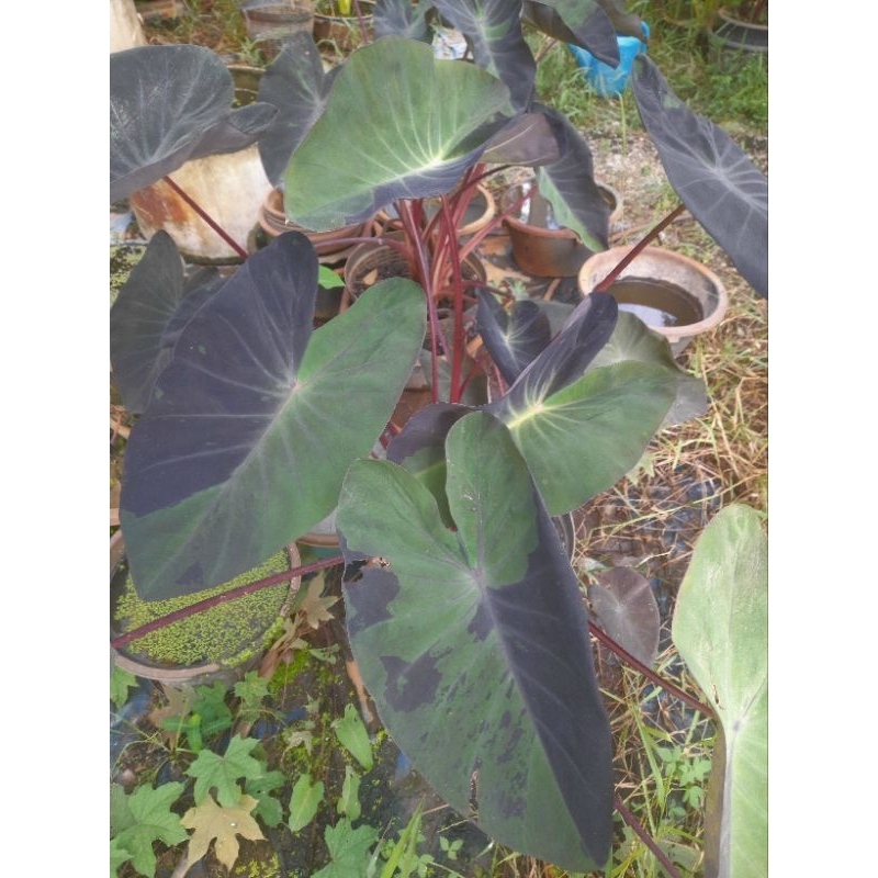 บอนลูกผสมใหม่_ฟรีเซอร์_Colocasia_ferzer