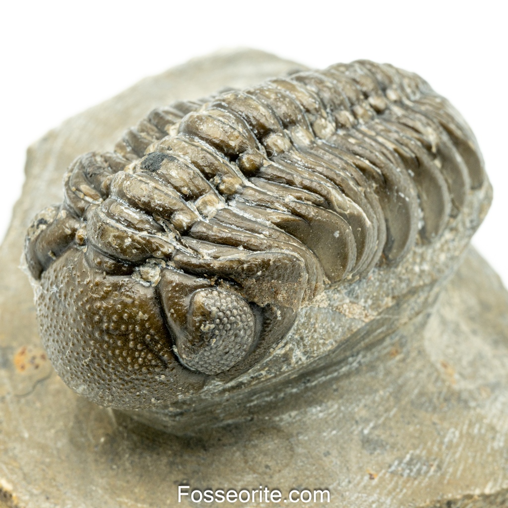 [เกรดพิพิธภัณฑ์+อายุกว่า 420 ล้านปี!!!] 72mm ฟอสซิล ไทรโลไบต์ Austerops Sp. Trilobite