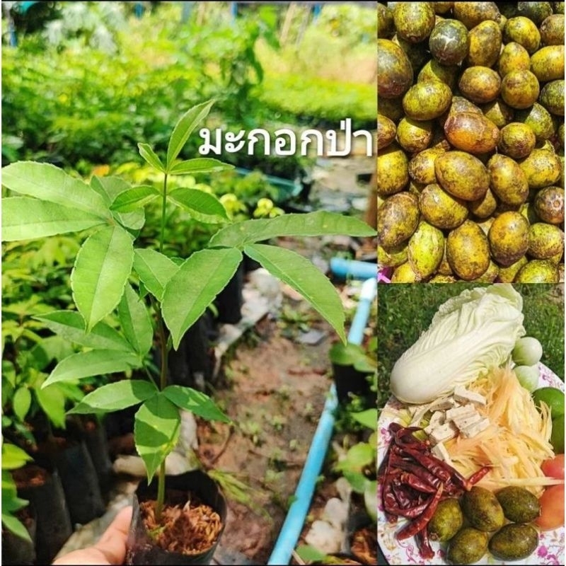 ต้นมะกอกป่า,ต้นมะกอกใส่ส้มตำ,มะกอกใส่น้ำพริก,ผลไม้ป่าหายากใกล้สูญพันธุ์ ต้นเเข็งเเรง สินค้าเสียหายยินดีเคลมฟรี