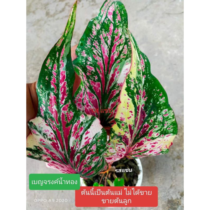 บอนสี เบญจรงค์น้ำทอง บอนเก่าใบยาวด่างสวย