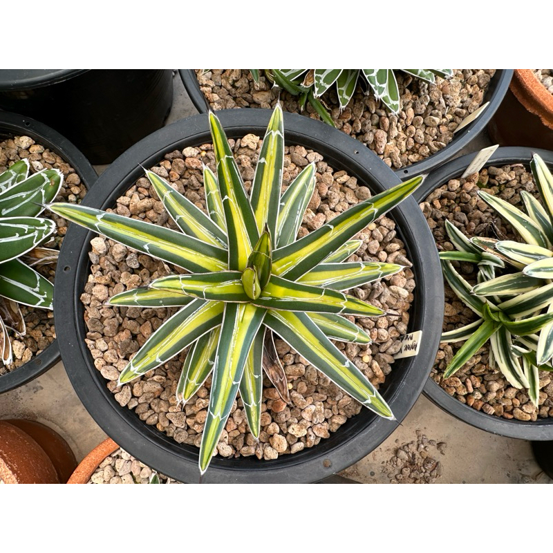 หน่ออากาเว่ Agave victoriae-reginae 'Mediopicta’