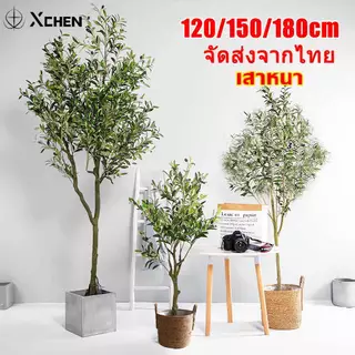 【สั่งแล้วฟรีกระถางดอกไม้】ต้นโอลีฟ ต้นมะกอกปลอม120/150/180cm สไตล์นอร์ดิกอิน ลำต้นสีน้ำตาลเหมือนของจริง ต้นไม้ปลอมใหญ่