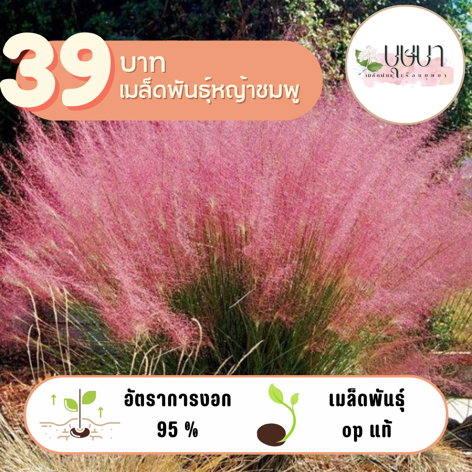 หญ้าชมพู 39บาท 1,000เมล็ด