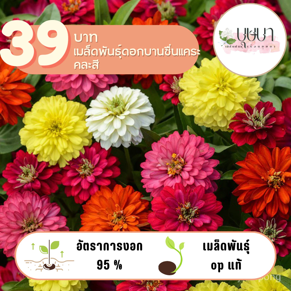 ดอกบานชื่นแคระคละสี 39บาท 200เมล็ด