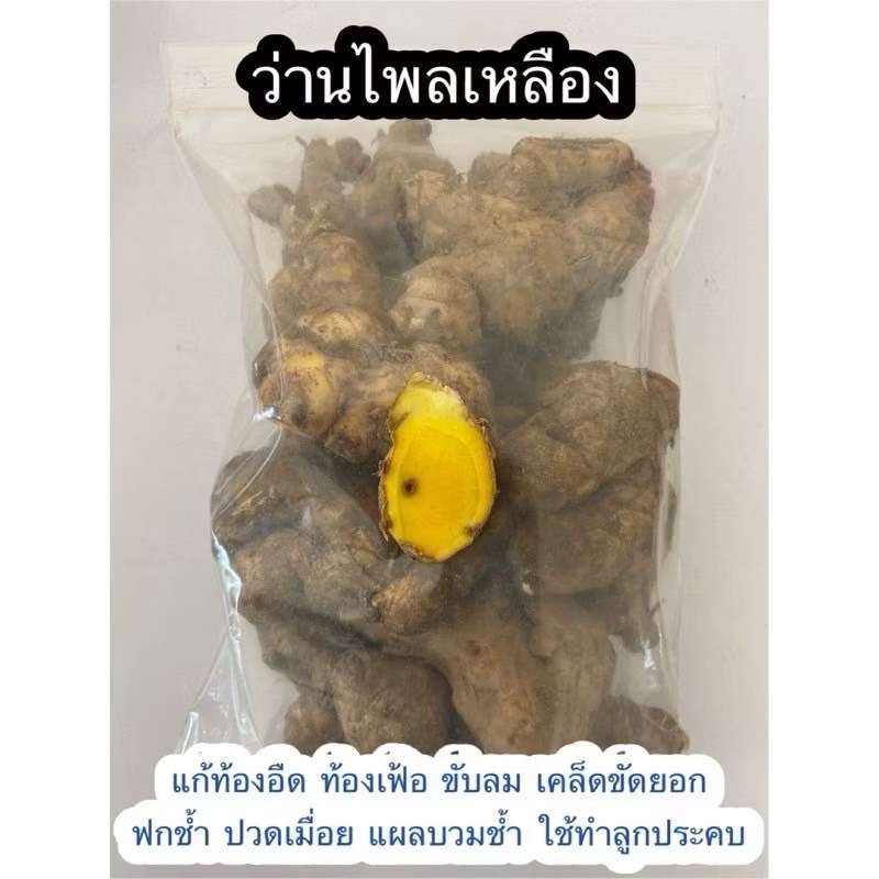 ไพลเหลือง ว่านไพล ปูเลย ปูขมิ้น ว่านปอบ : ขนาด 1 กิโลกรัม (ปลูกหรือทานได้)