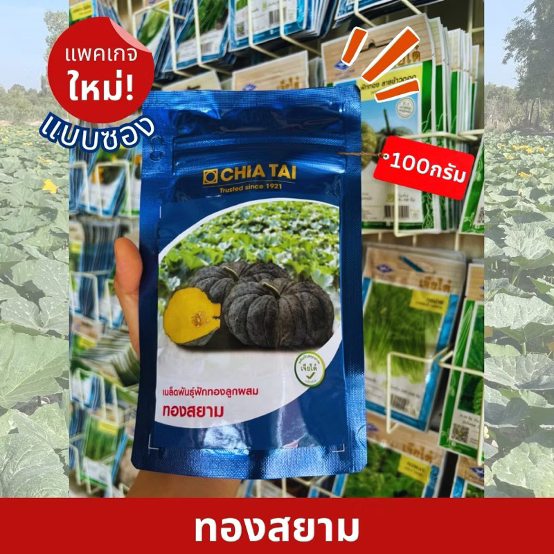 ฟักทองทองสยาม สุดยอดฟักทองทนไวรัส เจียไต๋ 100กรัม ฟักทองเจียไต๋ เมล็ดพันธุ์ฟักทอง