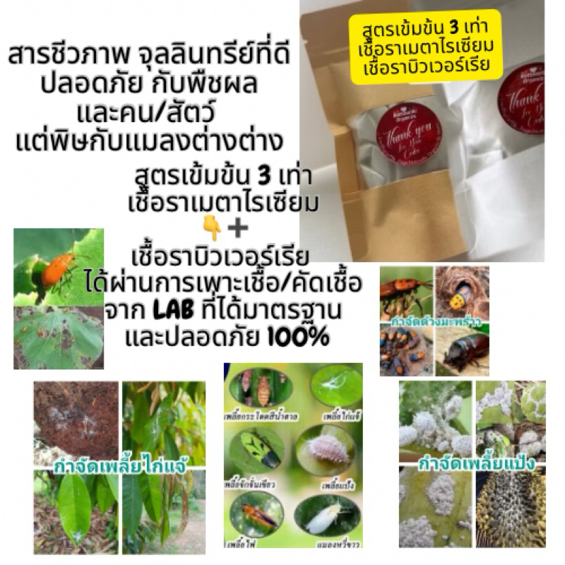 เชื้อราเมตาไรเซียม➕เชื้อราบิวเวอร์เรียสูตรพลัง3เท่า ขนาด50กรัม/100กรัม