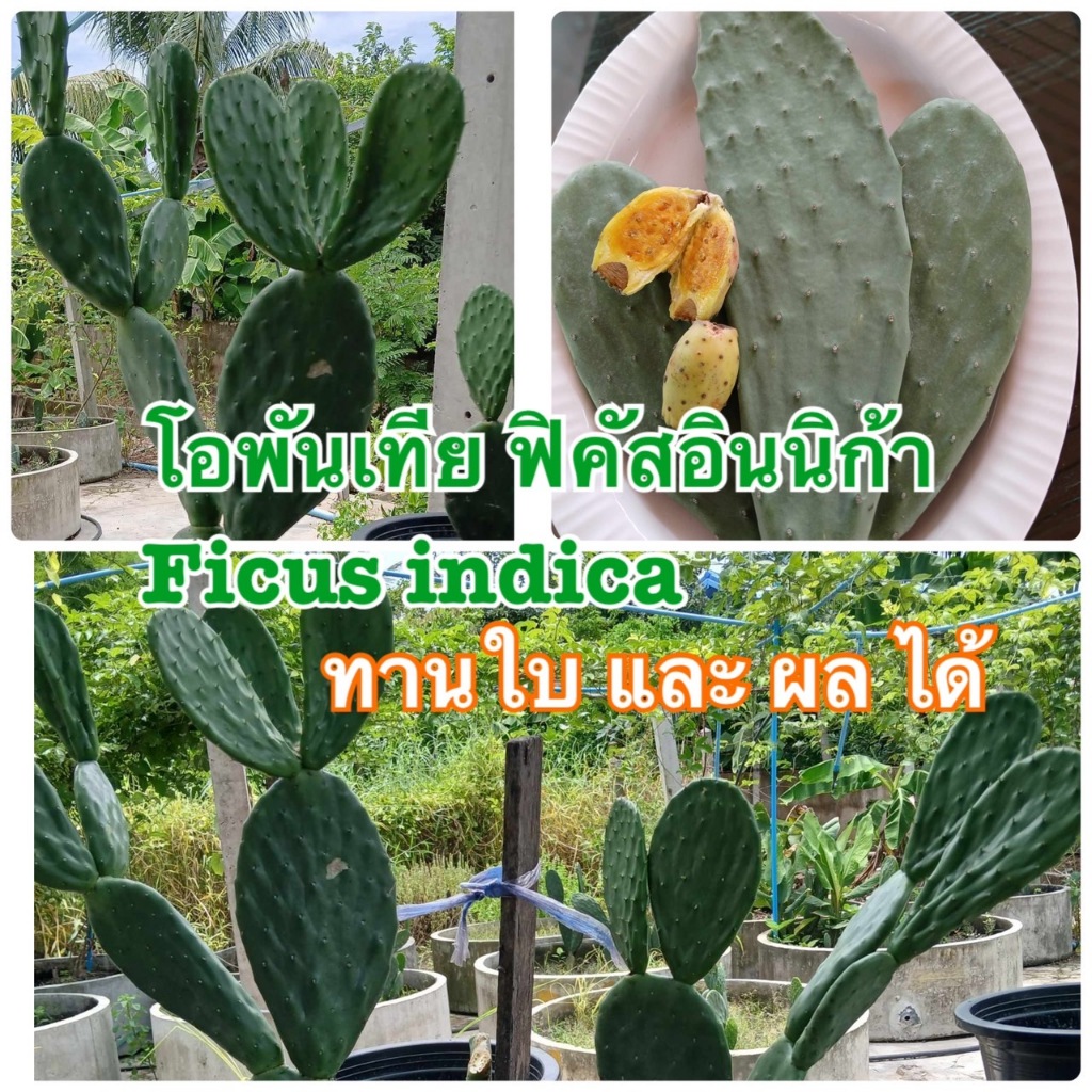 กระบองเพชรกินได้สายพันธุ์โอพันเทียฟิคัสอินดิก้า Opuntia Ficus Indica ตัดสดแบแก่ กินได้ทั้งใบและผล มีรสชาติเปรี้ยว ผลหวาน