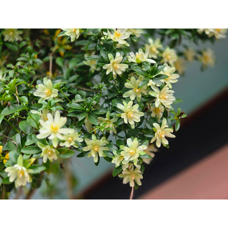 กิ่งชำเถาว์มะนาว pereskia aculeata มะยมบาร์เบโดส กู๊ดเบอร์รี่ กุหลาบอิรวดี