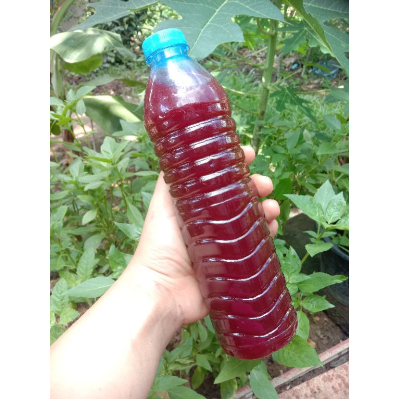 จุลินทรีย์สังเคราะห์แสง จุลินทรีย์EM