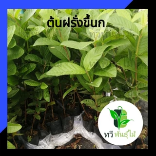 ต้นฝรั่งขี้นก ต้นไม้ตาย ระหว่างขนส่งเคลมฟรี