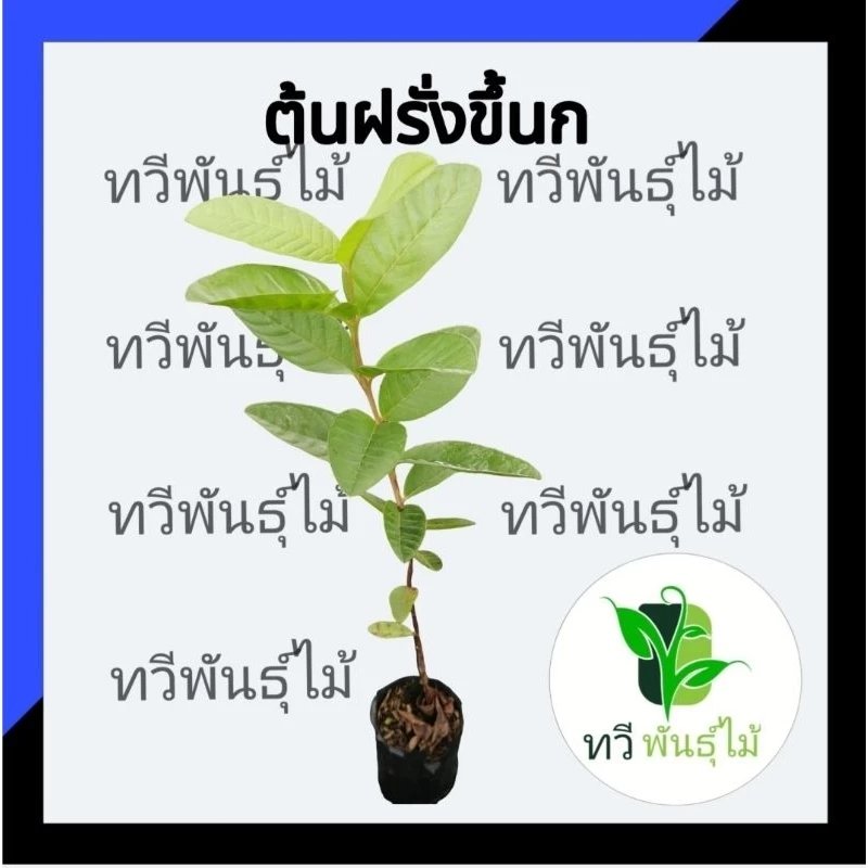 ต้นฝรั่งขี้นก ต้นไม้ตาย ระหว่างขนส่งเคลมฟรี