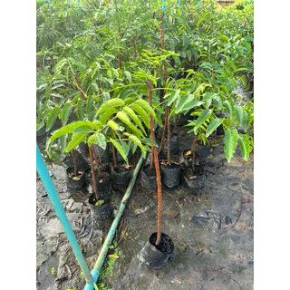 ต้นสะเดามันทวาย กิ่งตอน สูง 80-1เมตร 1ปีออกดอก3ครั้ง (สั่งไม่เกิน 5 ต้น ต่อออเดอร์)