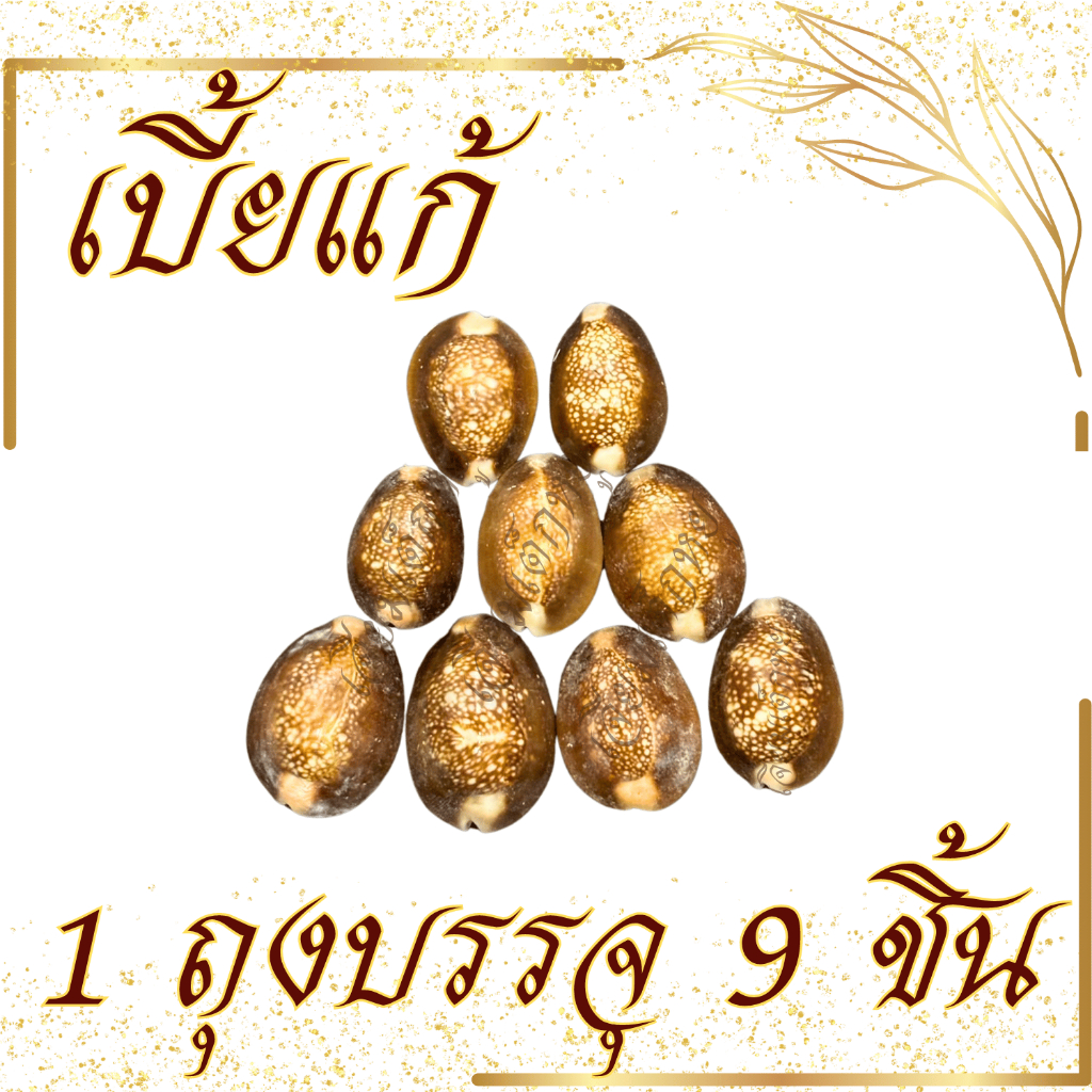 เปลือกหอยเบี้ยแก้ เครื่องรางเบี้ยแก้ 1 ถุง บรรจุ 9 ชิ้น ราคา ถูกที่สุด ดีลบีเคเค แกลเลอรีภาพที่ 2