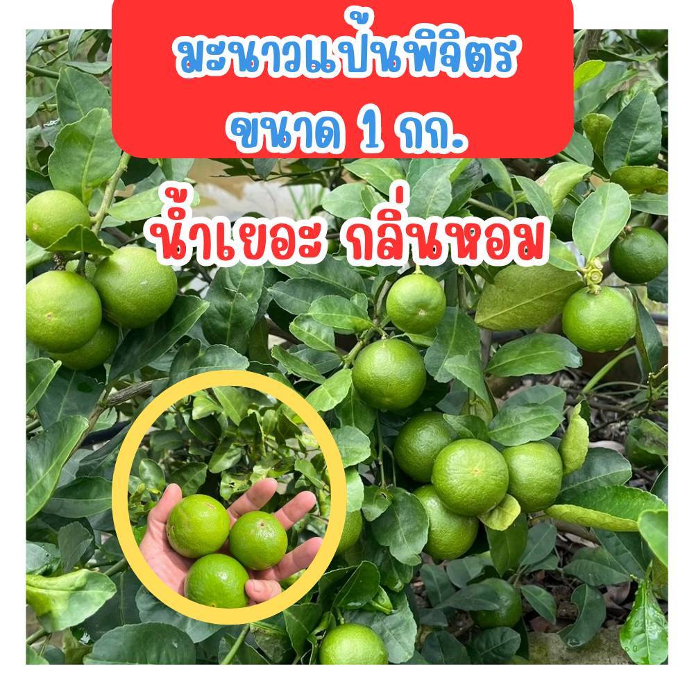 มะนาวแป้นพิจิตร น้ำเยอะ ขายคละไซต์ กลิ่นหอม สด สะอาด เก็บสดจากสวน