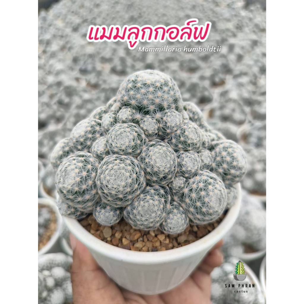 แมมลูกกอล์ฟ ( Mammillaria humboldtii ) กระถาง 2 - 4 นิ้ว