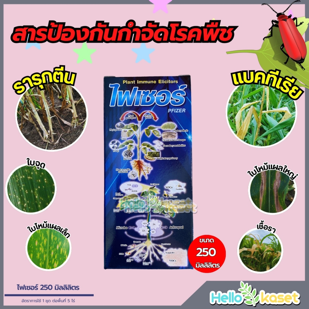 ไฟเซอร์ ขนาด 250 ซีซี แส้ดำไร่อ้อย พืชเจริญเติบโต ซ่อมแซมการสึกหรอต่อพืช สร้างภูมิต้านทานต่อโรคพืช