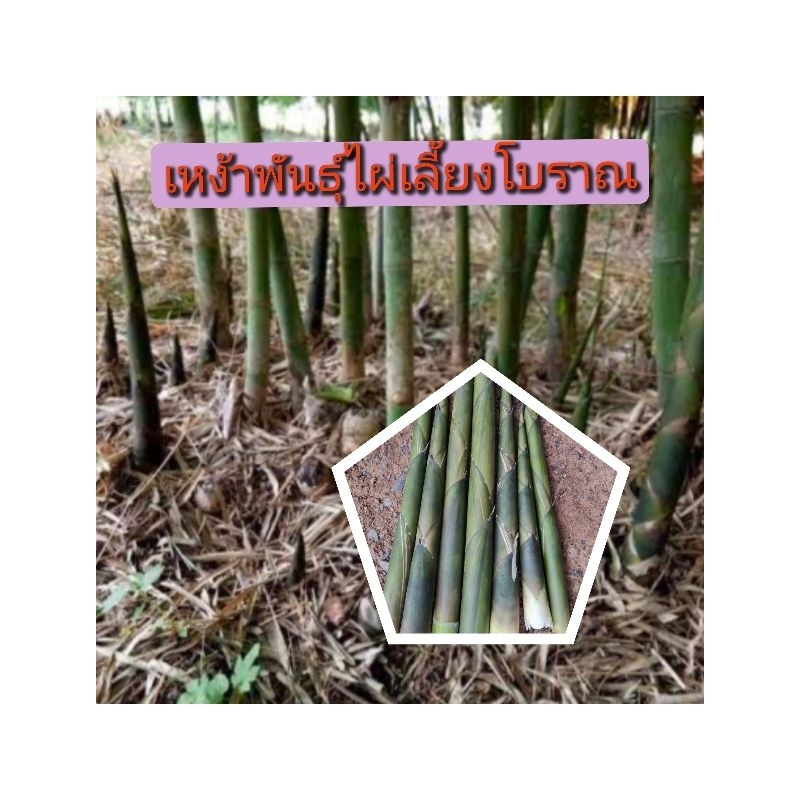 ต้นพันธุ์ไผ่เลี้ยงโบราณ ขุดสด เหง้าละ 59 บาท