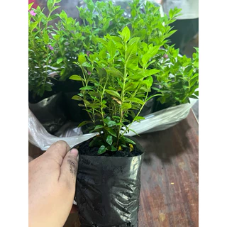 หลิวไต้หวัน ต้นหลิว หลิวม่วงแคะ หลิวดอกสีม่วง ไม้แดด ถุง 2 นิ้ว จัดส่งภายใน 2 วันหลังจากรับออเดอร์นะ