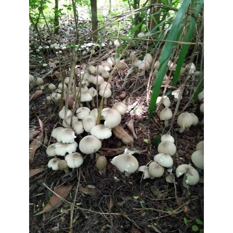 เชื้อเห็ดปลวกแบบผงสุตรเข้มข้นของแท้1แถม1
