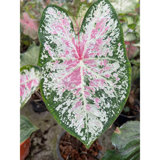 บอนสีพิ้งคลาวด์ (Caladium Pink cloud )กระถาง6นิ้วกอใหญ่